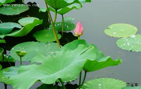 遠山覓芙蓉|远山觅芙蓉 相关帖子